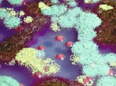 Dr. Joseph Guth - Mold