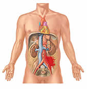 Coulter Medical Imaging
