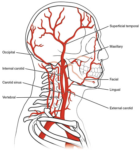 Carotid vertebral artery image