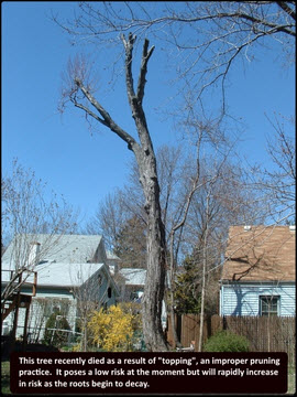 Tree Risk