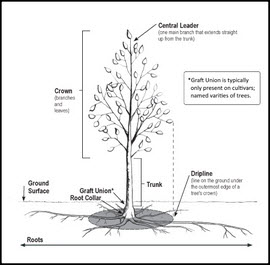 Tree Risk