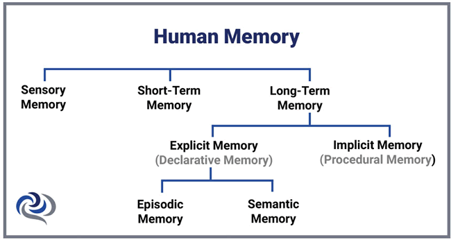human memory chart image