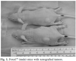 Nude Mice with Xenografted Tumors