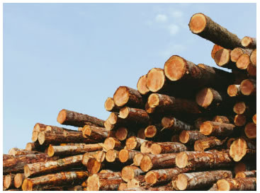 pulp manufacturing timber image
