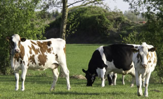 cows in a field image